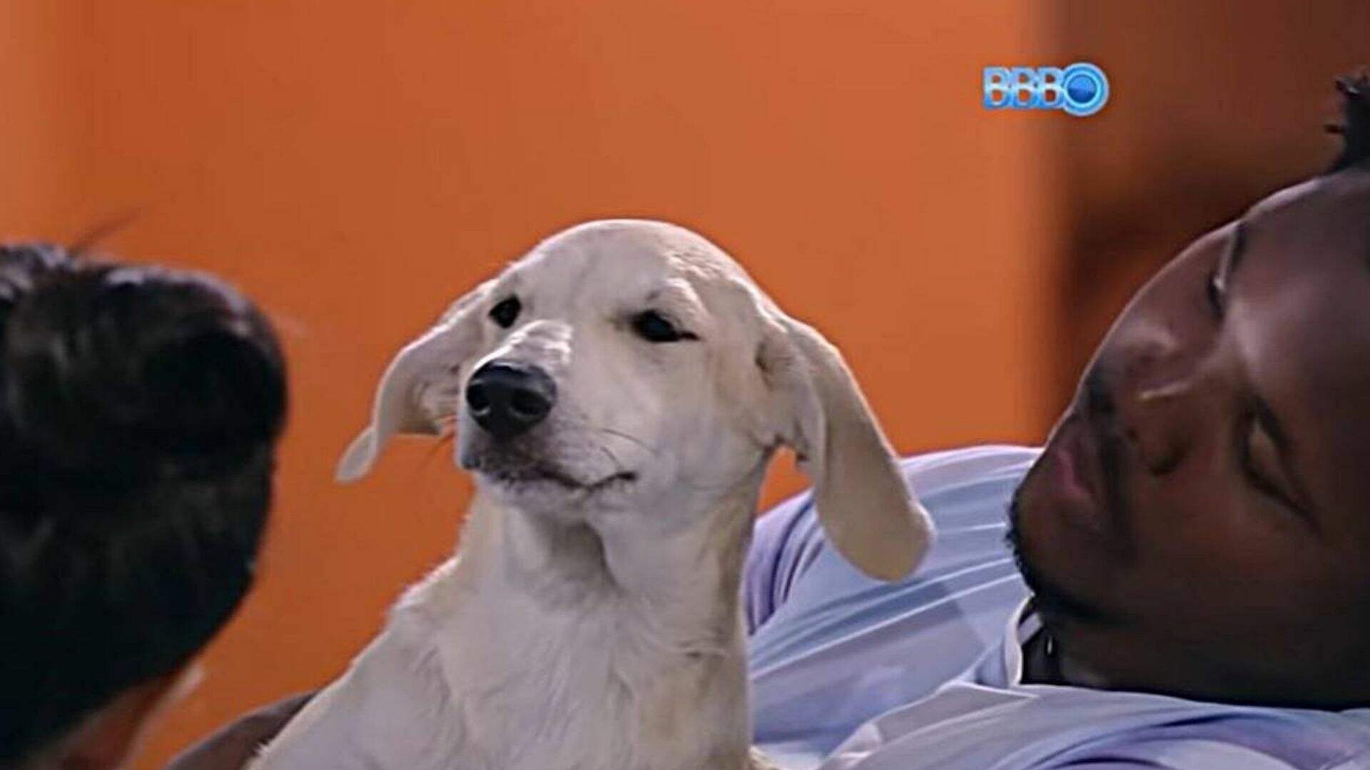 Já teve cachorro no BBB? Vyni revela desejo de pedir pet no programa - Metropolitana FM