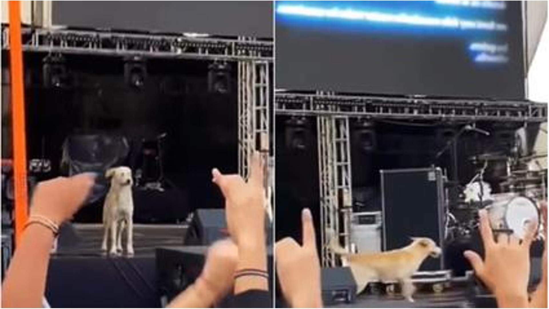 Cachorro ‘invade’ palco do Rock in Rio e é ovacionado pelo público: “Melhor show” - Metropolitana FM