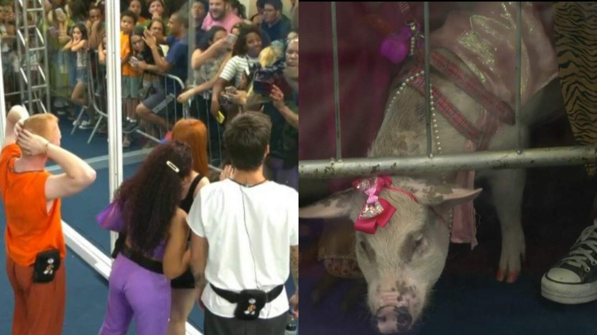 BBB 23: Visita inesperada! Família leva porco para a Casa de Vidro e surpreende moradores - Metropolitana FM
