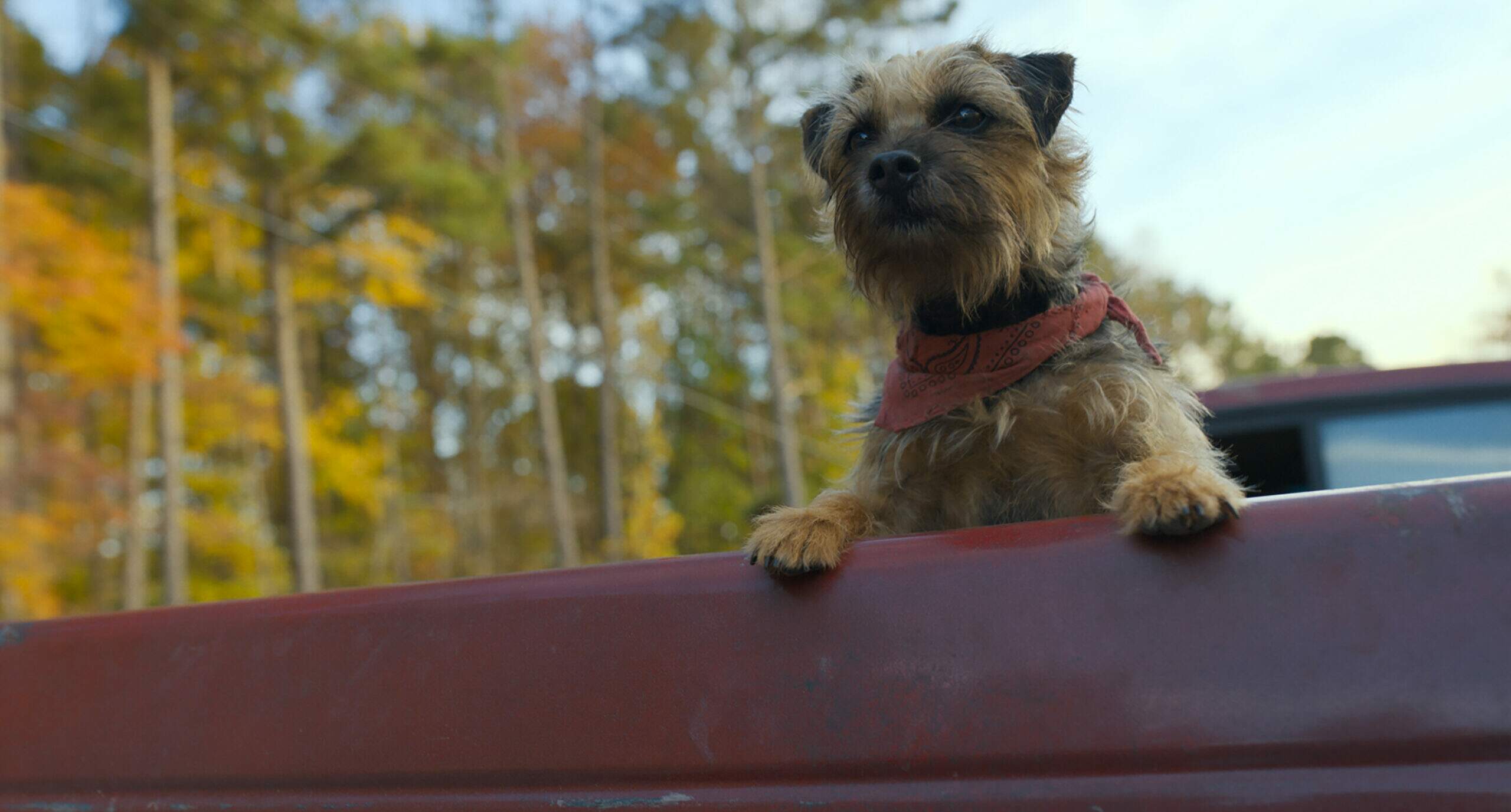Reggie é o cão abandonado de “Ruim Pra Cachorro” (Foto: Newell Todd/Universal Pictures)