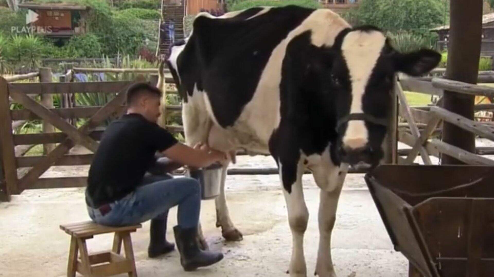 A Fazenda 15: Deu ruim! Durante cuidado com as vacas, Lucas Souza se desespera ao levar chuva de cocô - Metropolitana FM