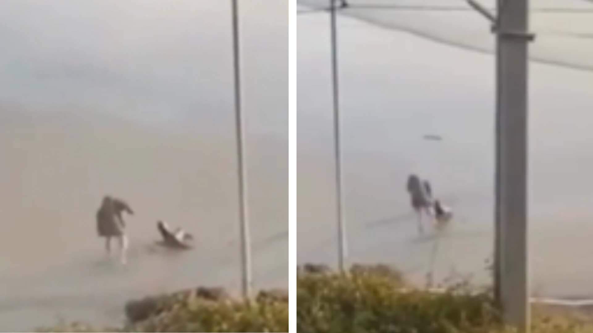 Após se deparar com mulher deitada na areia da praia, foca tem reação chocante e turista registra tudo - Metropolitana FM