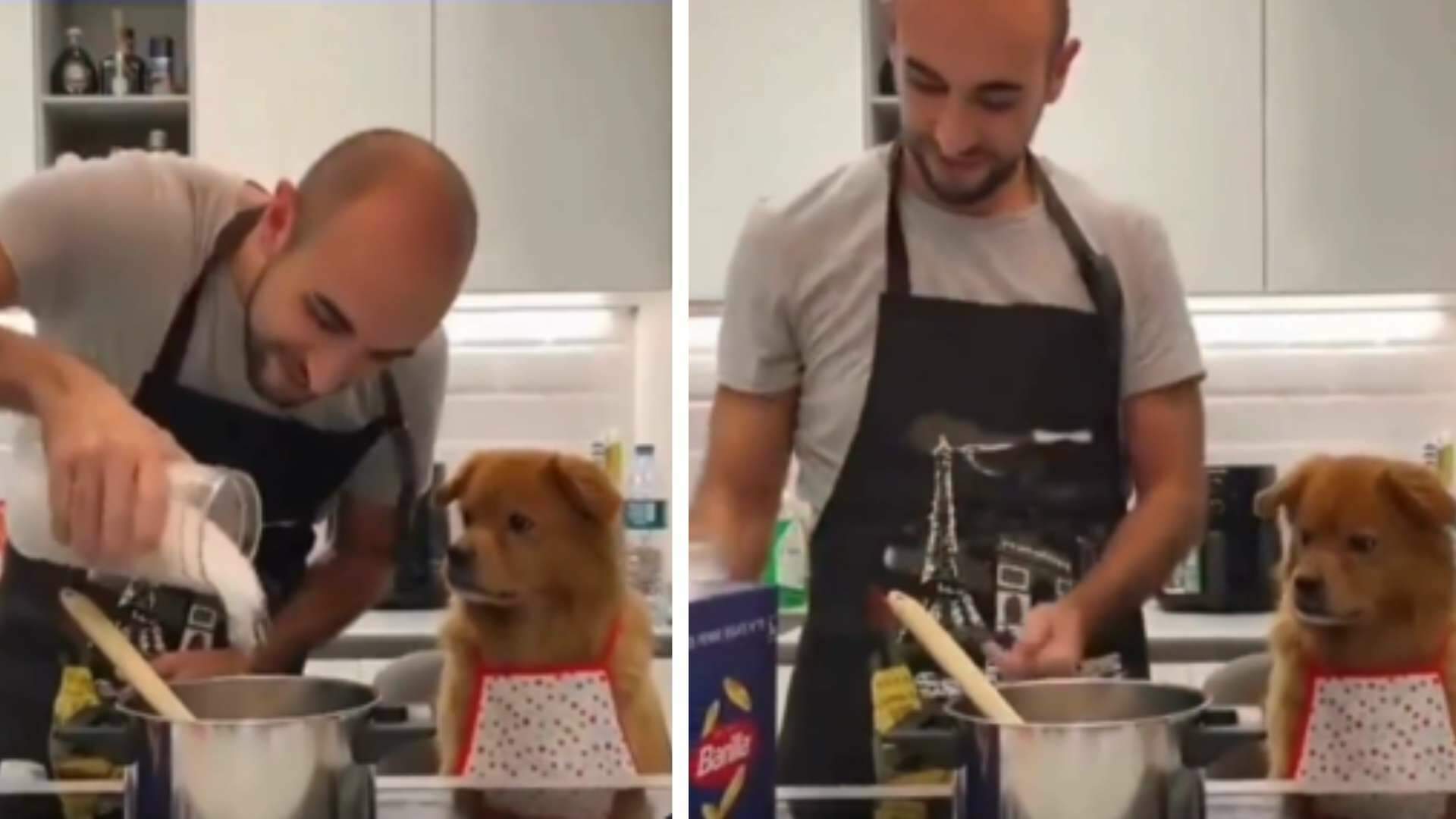 Após dono errar quantidade de sal em receita, cachorrinho tem reação impagável e vídeo domina as redes sociais
