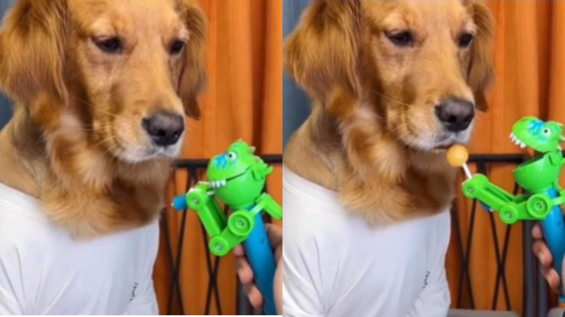 Você só vai acreditar vendo! Cachorro é feito de bobo por brinquedo, não aceita e tem reação épica - Metropolitana FM